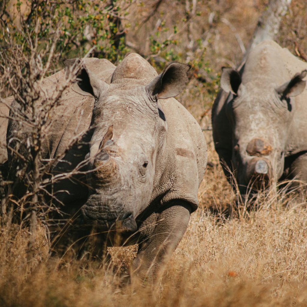 Two white rhinos roaming the bushveld in the Kruger National Park