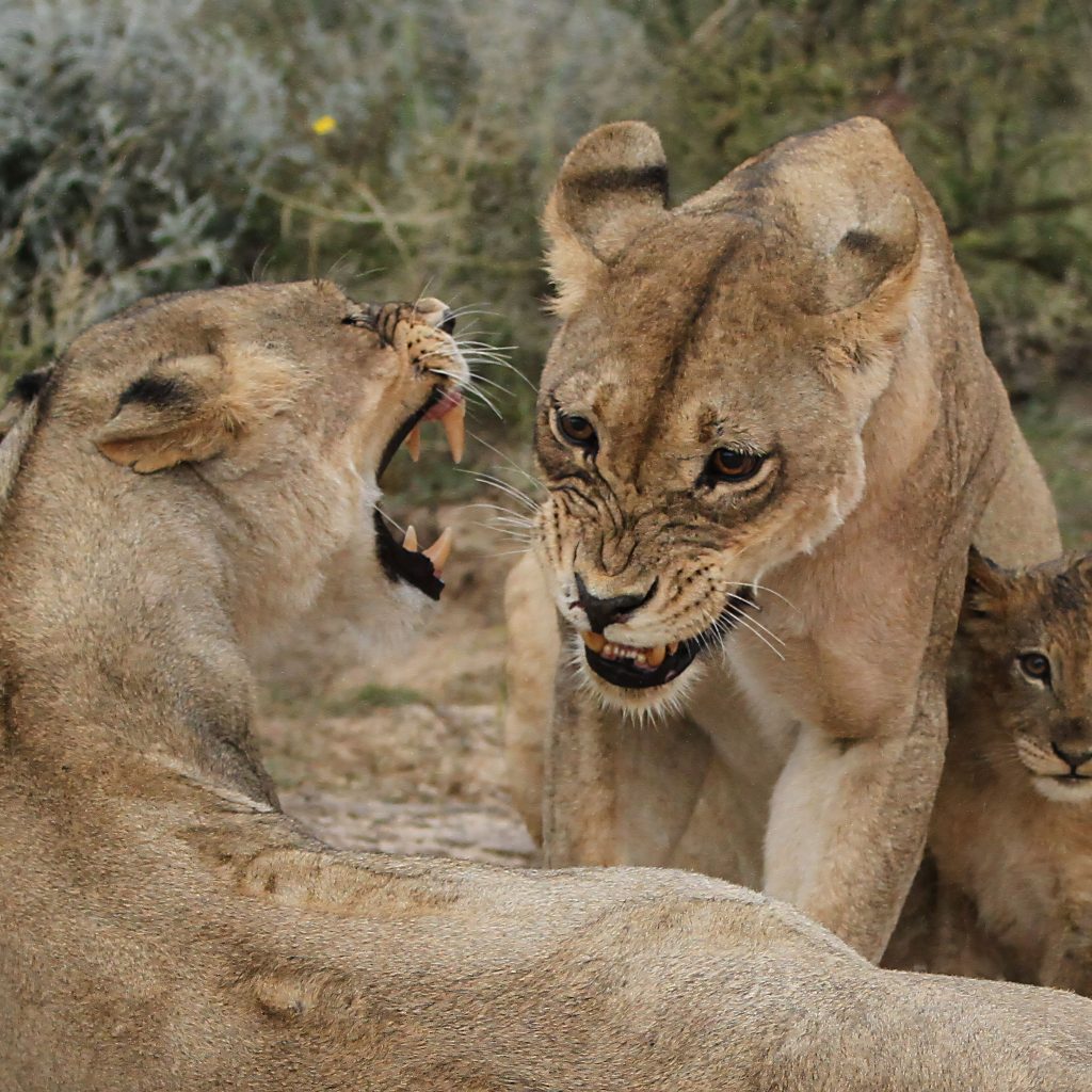 Lionnesses