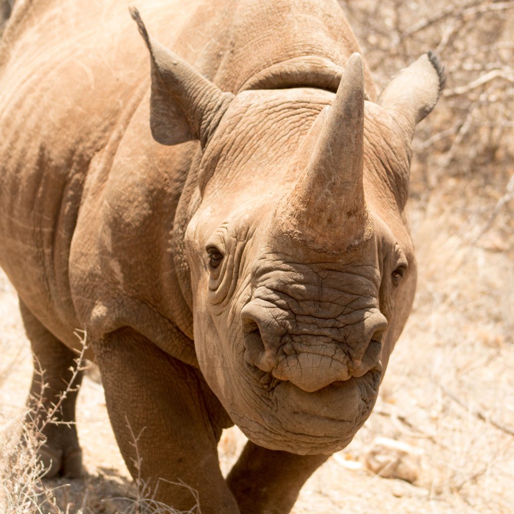 Black rhino in Kenya