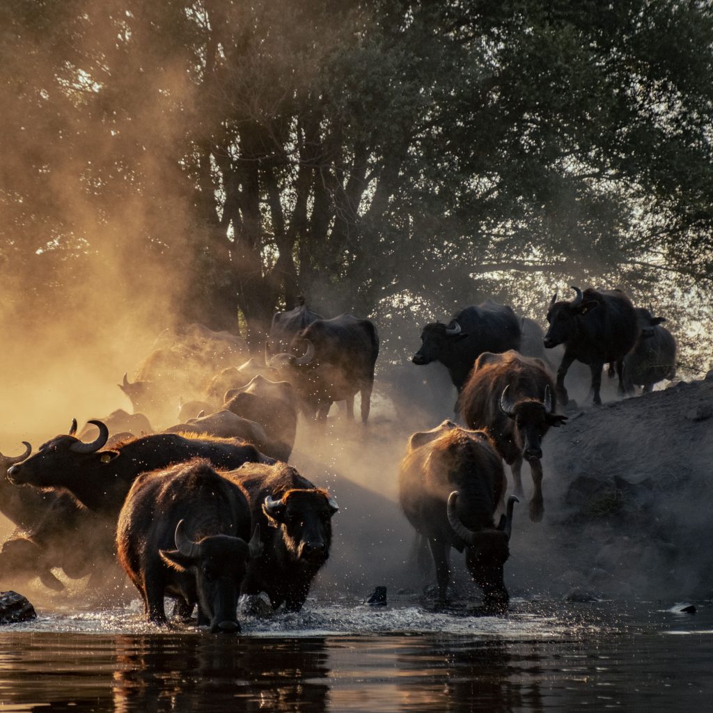 Buffalo herd Chobe National Park, Botswana