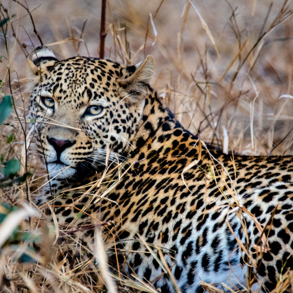 Leopard lying in dry grass in South Africa