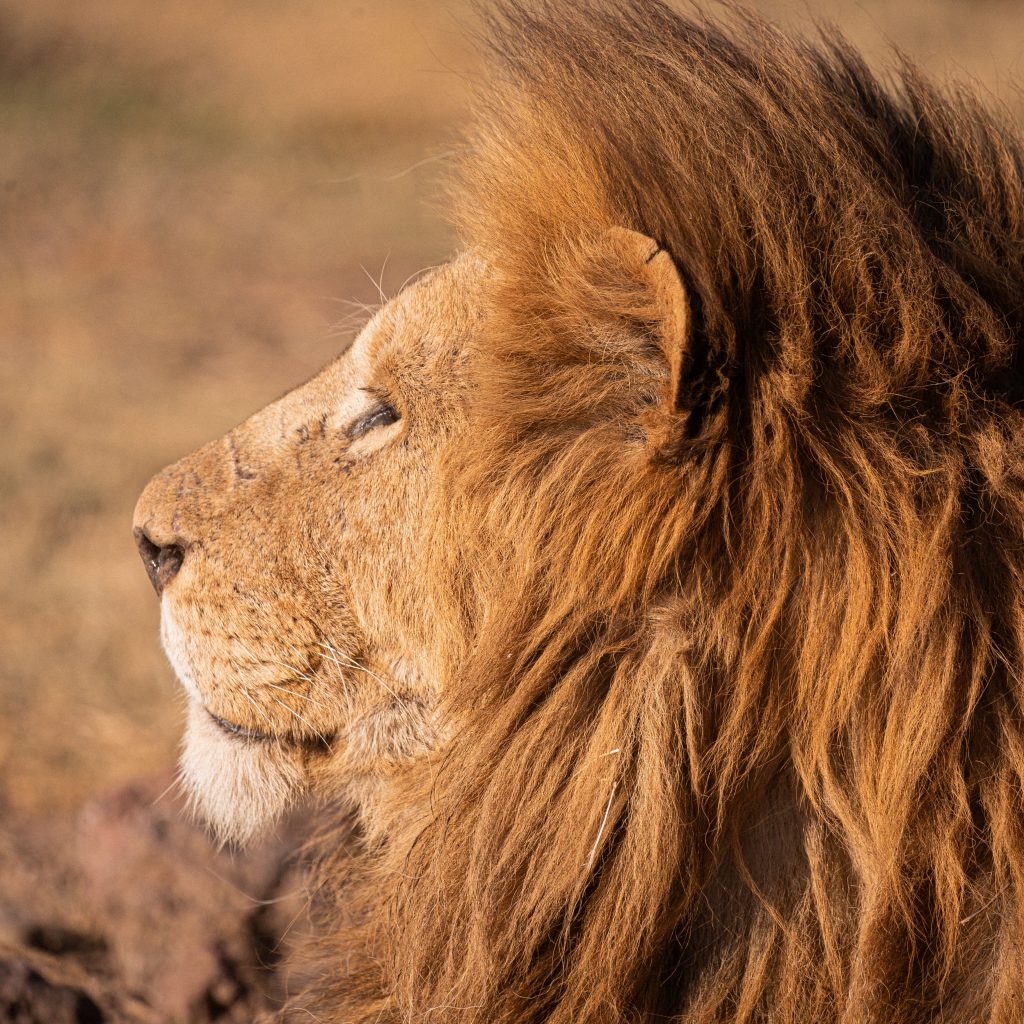 Tanzania, Lion