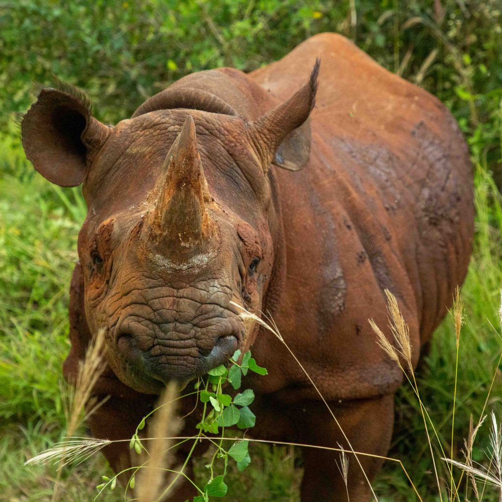 Close up of a black rhino in Tanzania