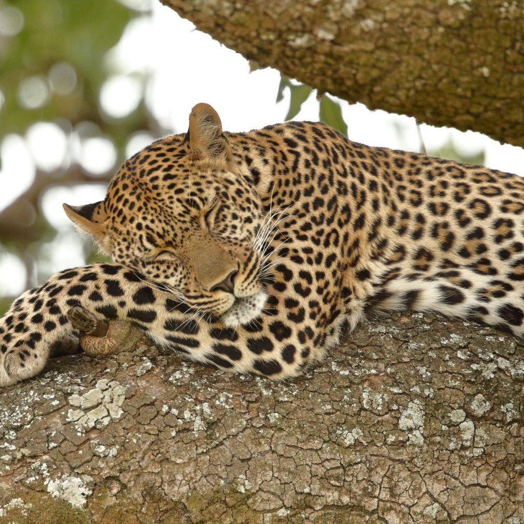A serene leopard resting on a tree branch in Masai Mara
