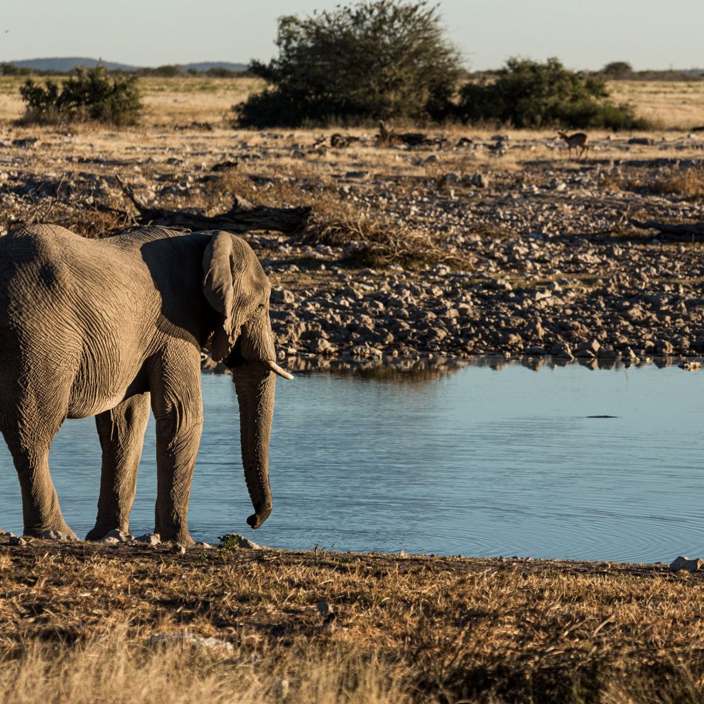 Elephant in Namibia