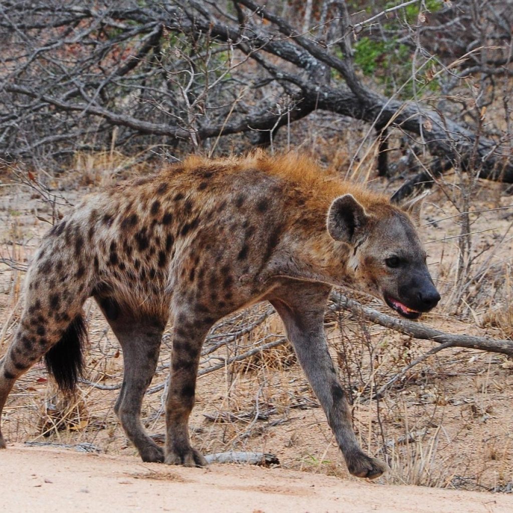 Hyena walking along dirt road in Kruger