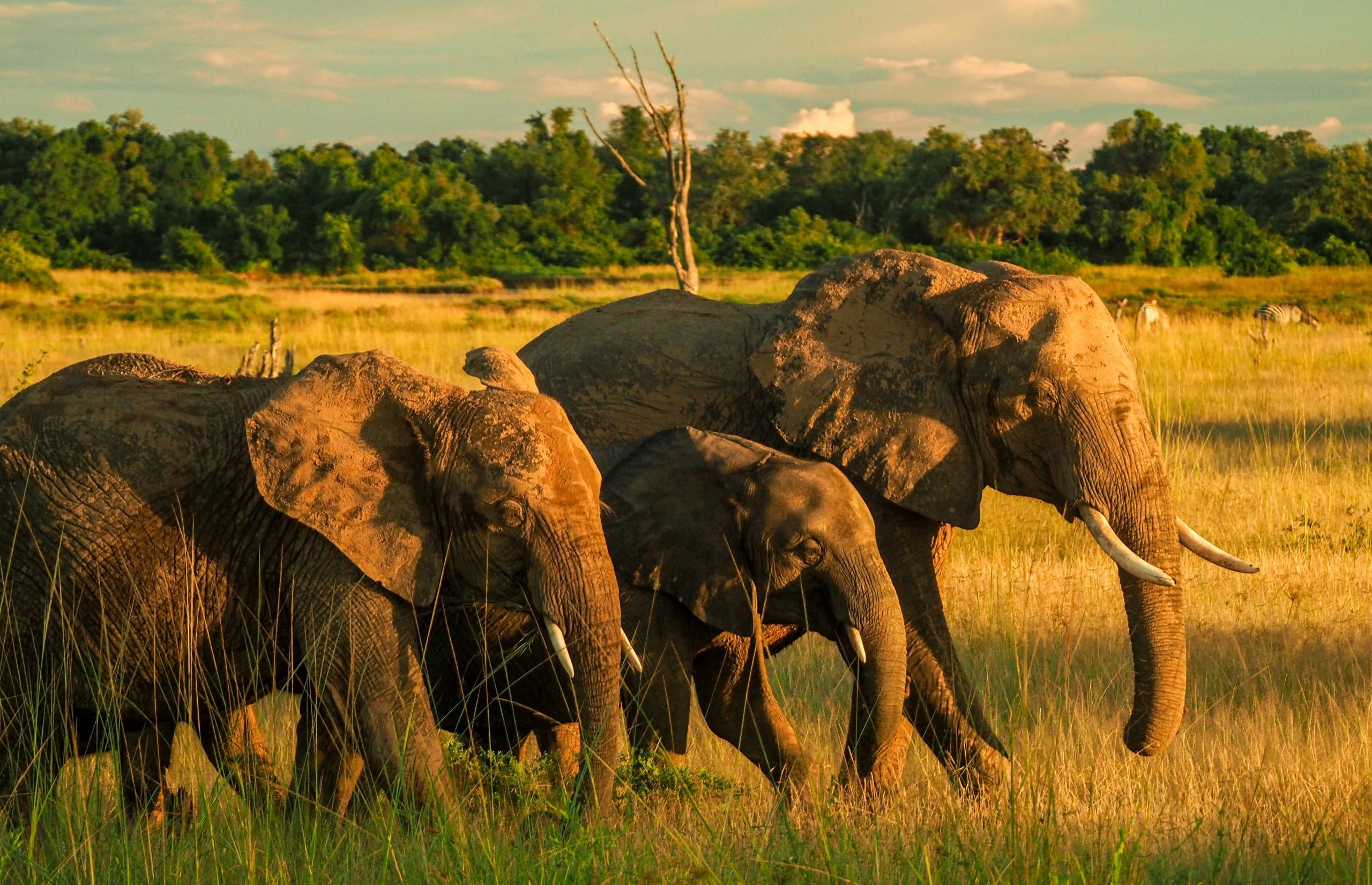 Why You Absolutely Should Visit Chobe National Park