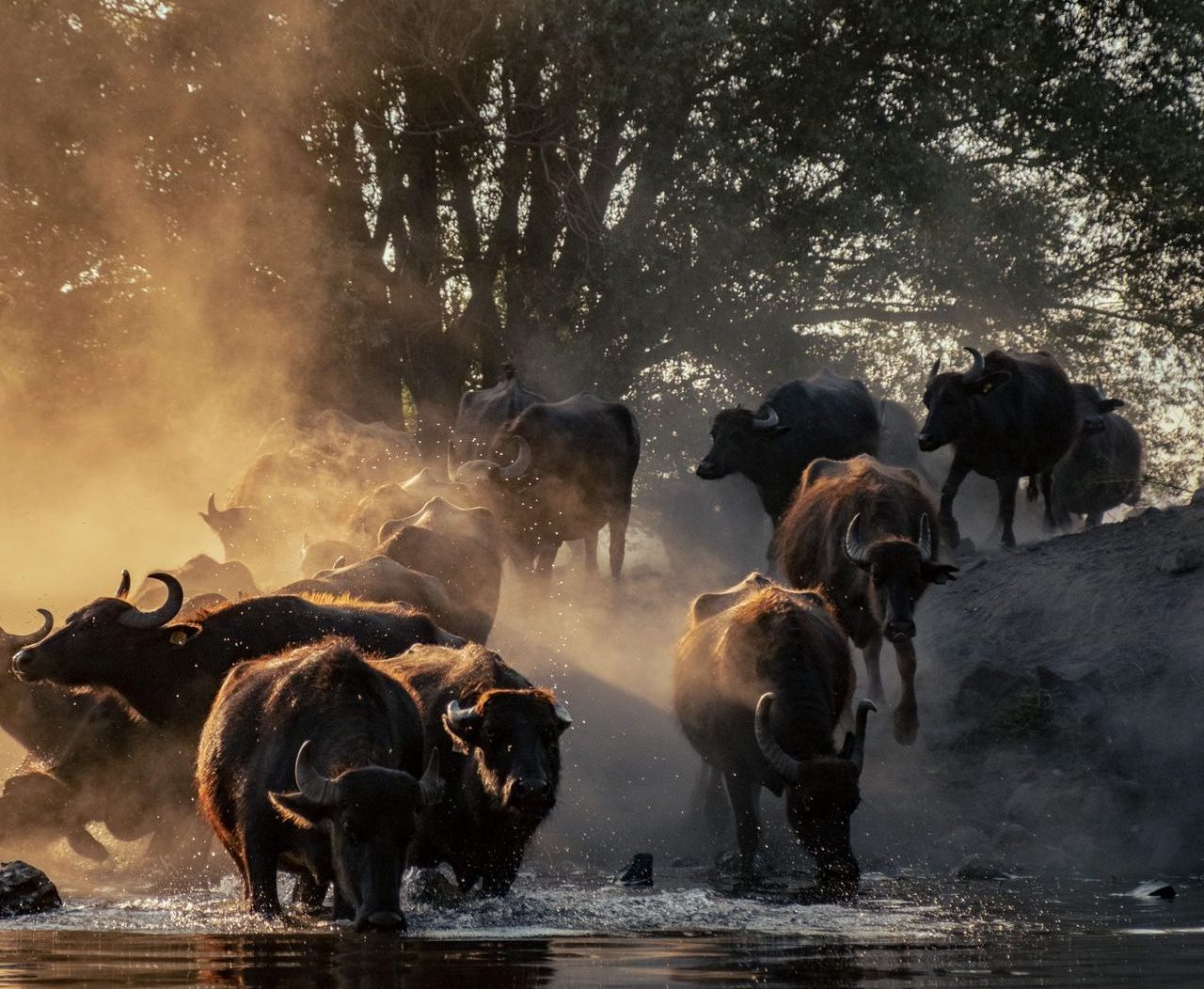 Botswana. A beautiful scene of water buffalo herd crossing a river amid swirling dust at sunset.