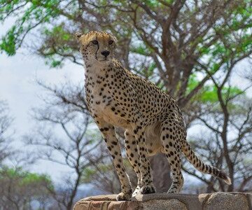 African Overland Tours Kruger Animals