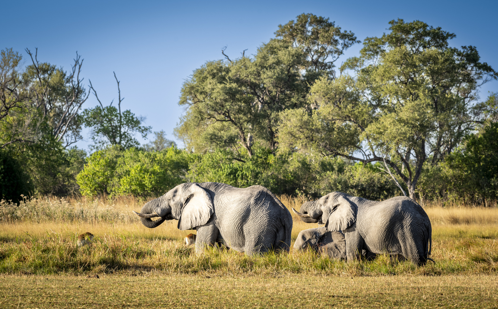 Beautiful scene of elephants in wetland
