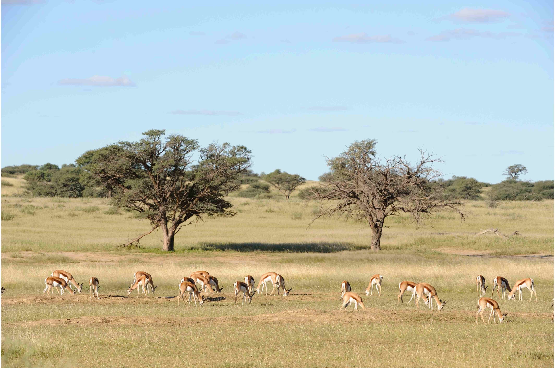 Gazelles in Kgalagadi Transfrontier Park