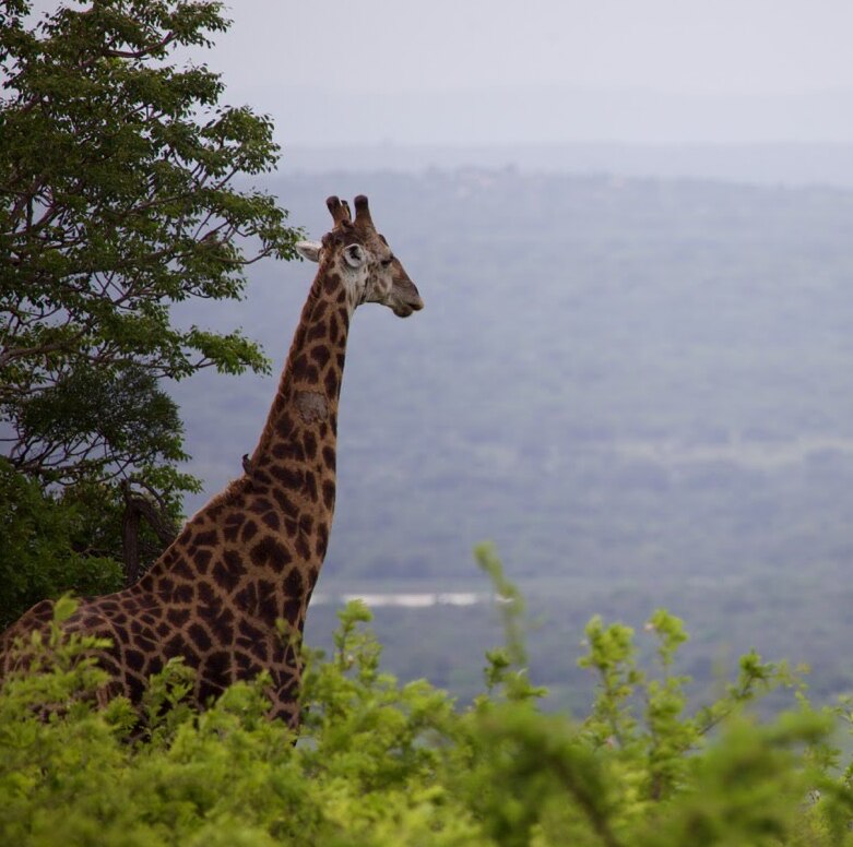 Giraffe overlooking bush landscape, Great Limpopo Transfrontier Park