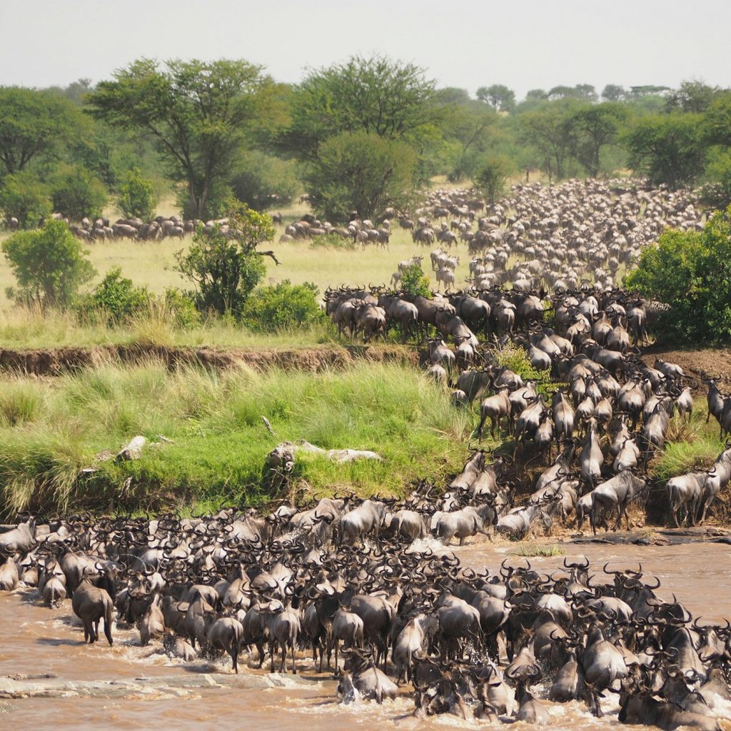 Great Wildebeest Migration river crossing, Mara River