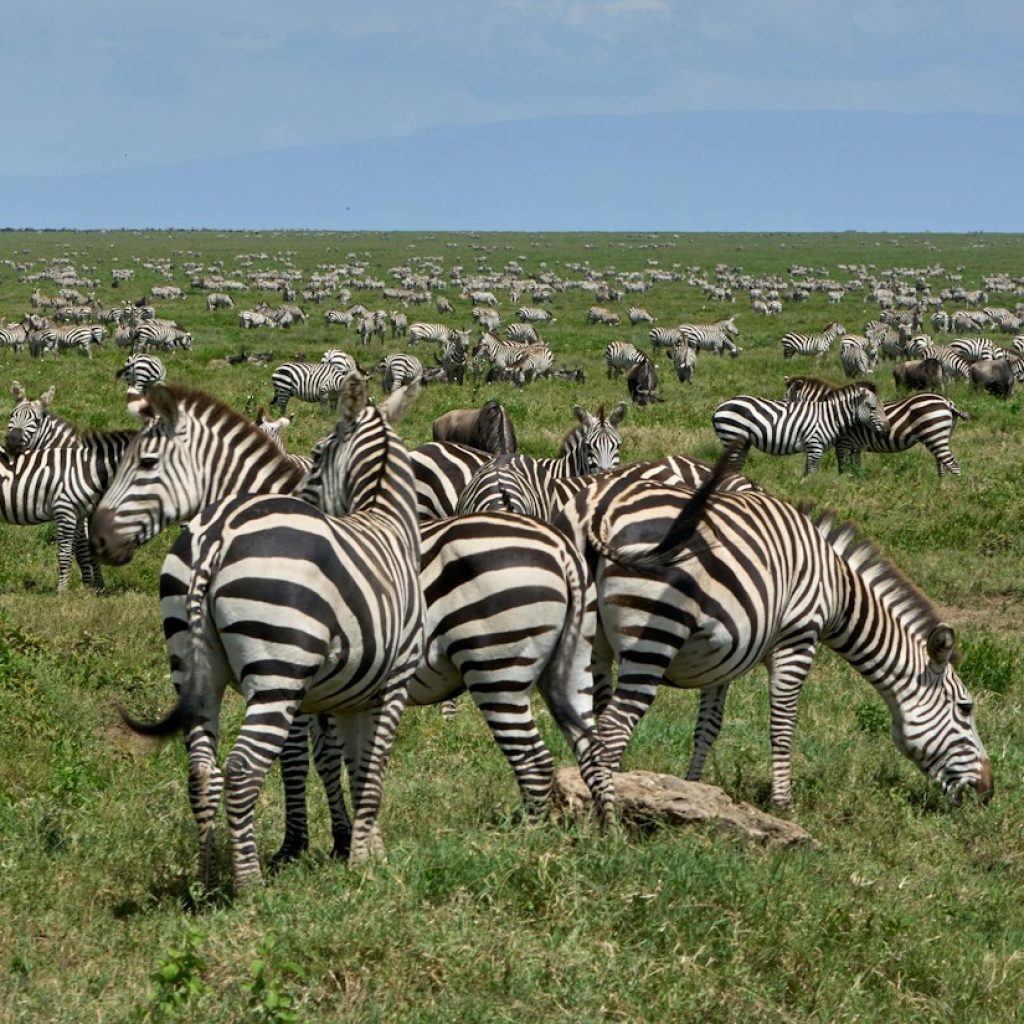 Hundreds of zebras across grassy plain of southern Serengeti