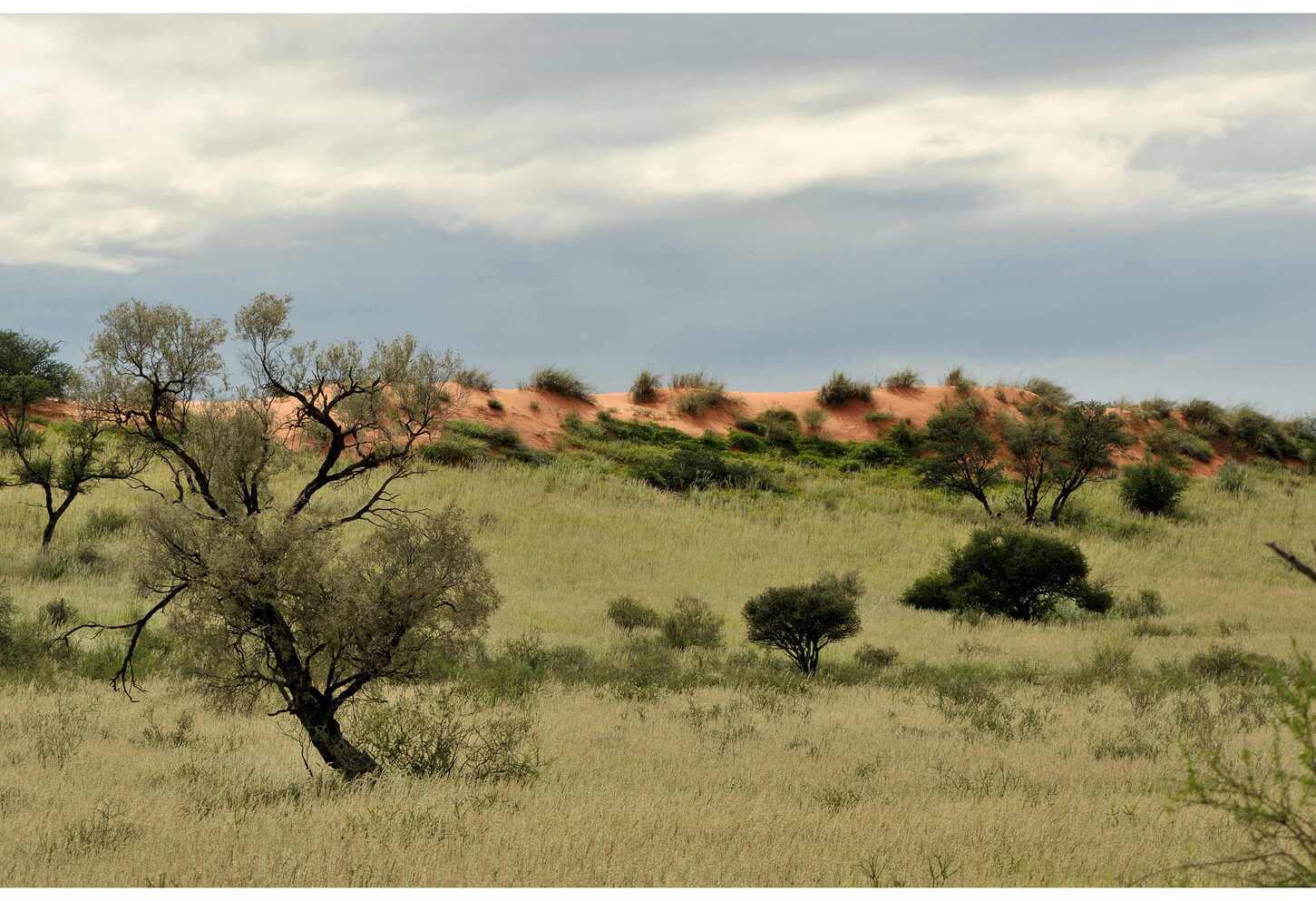 Kgalagadi dune