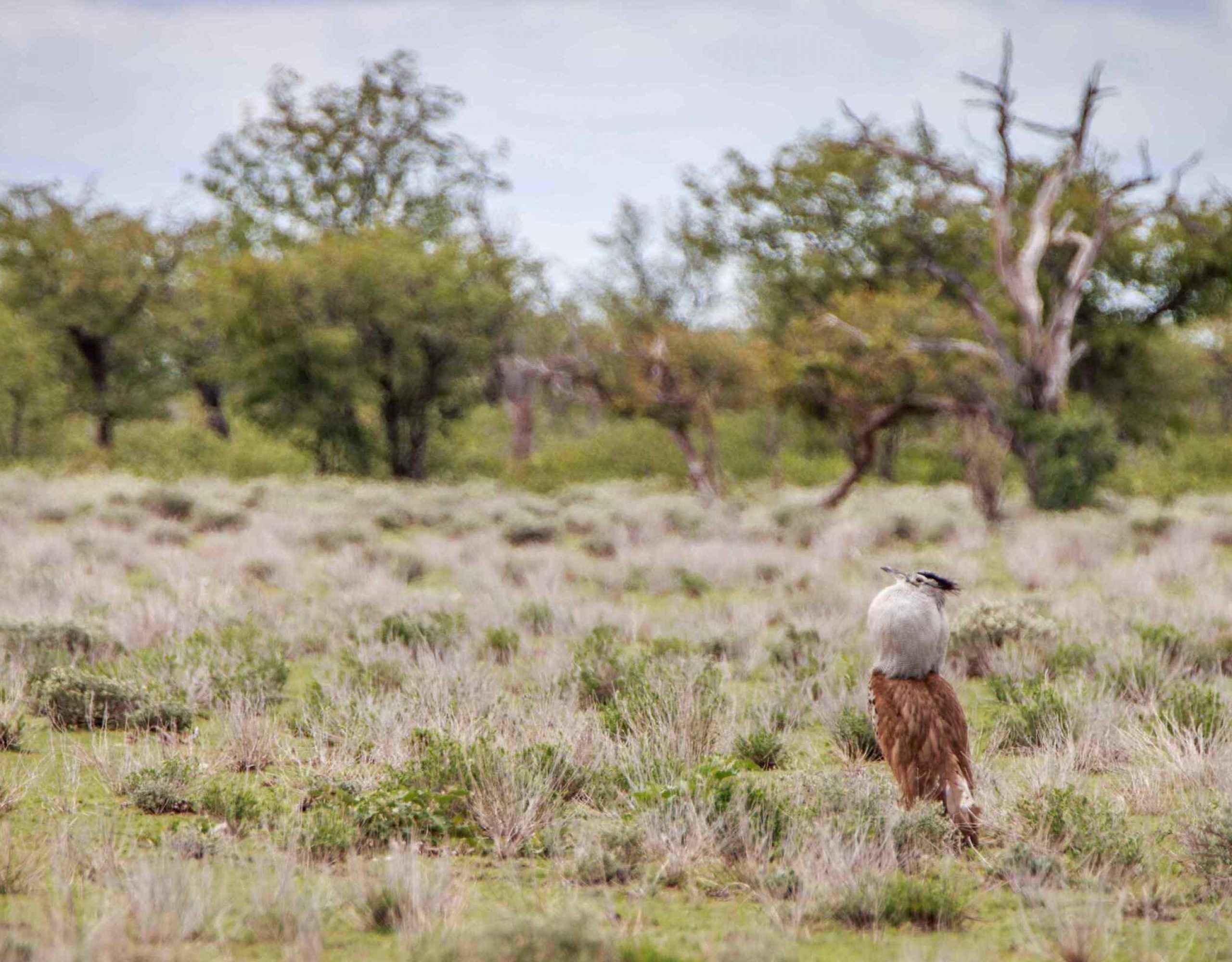 Kori bustard in Kgalagadi Park(1)