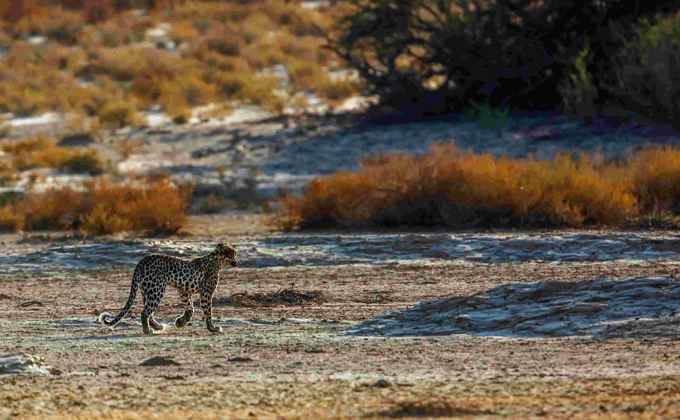 Leopard walking through dry riverbed of Kgalagadi Park
