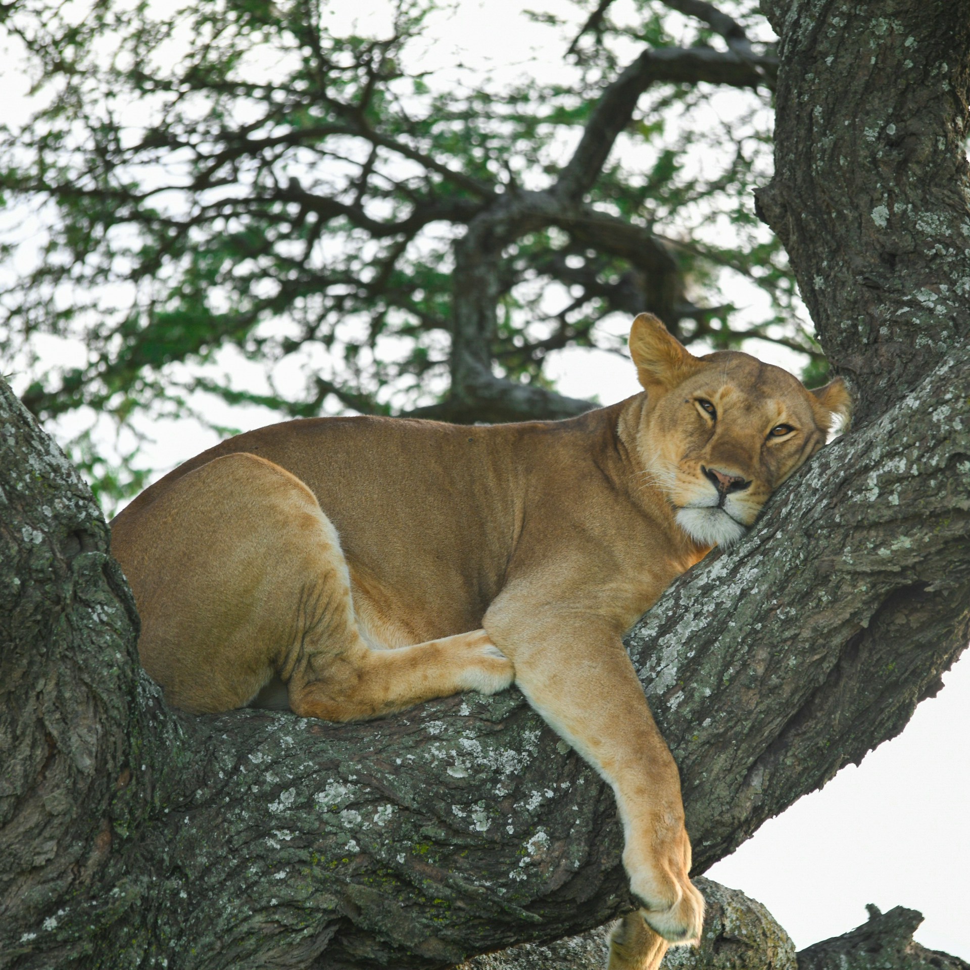 Lioness on tree, tree climbing lions at Ndutu - Tanzania
