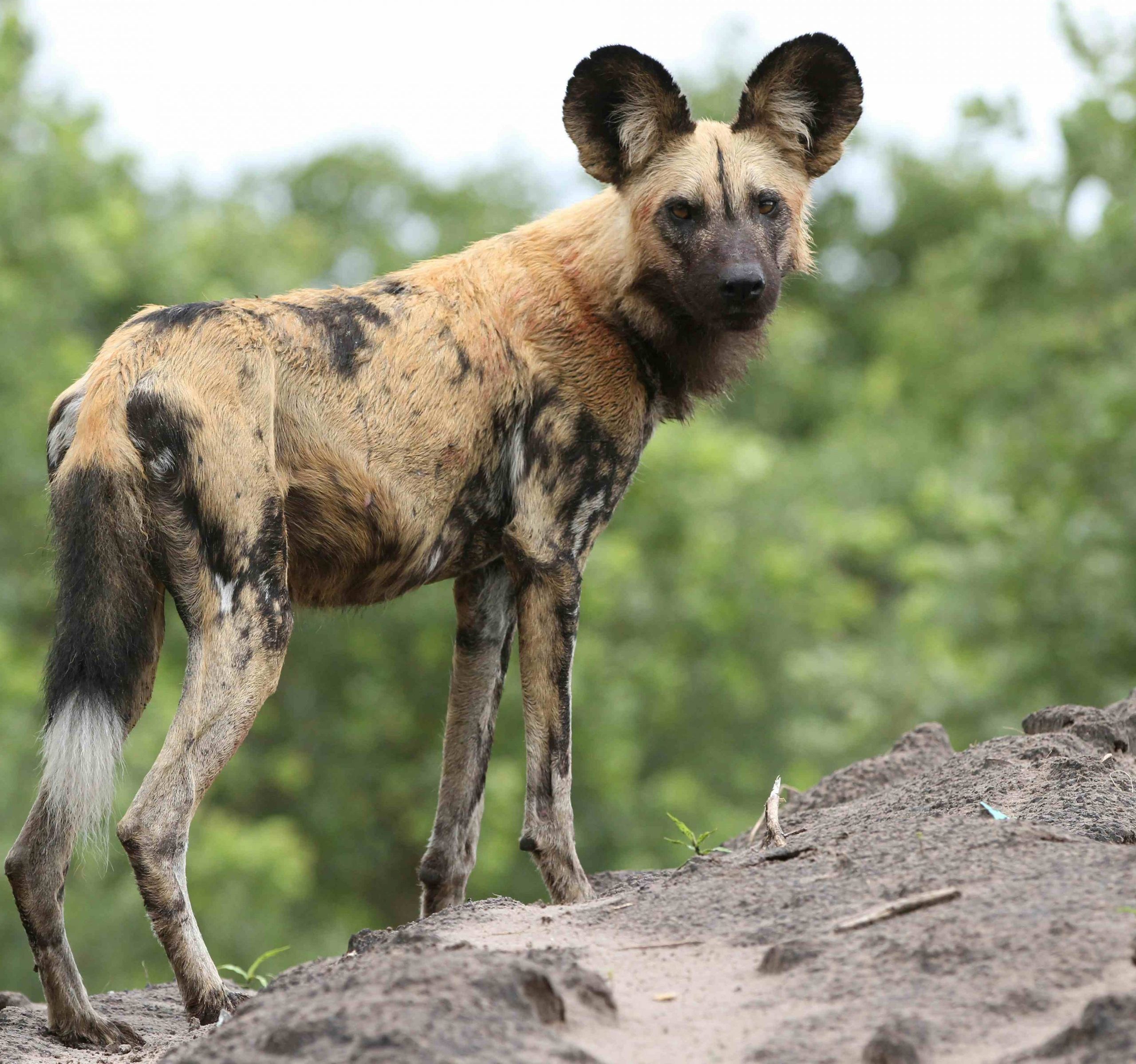 Beautiful painted wold / African wald dog standing on rock, Botswana