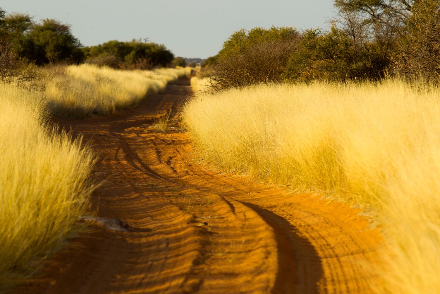 Sandy track lined by tall dry grass in Kgalagadi Transfrontier Park, Botswana