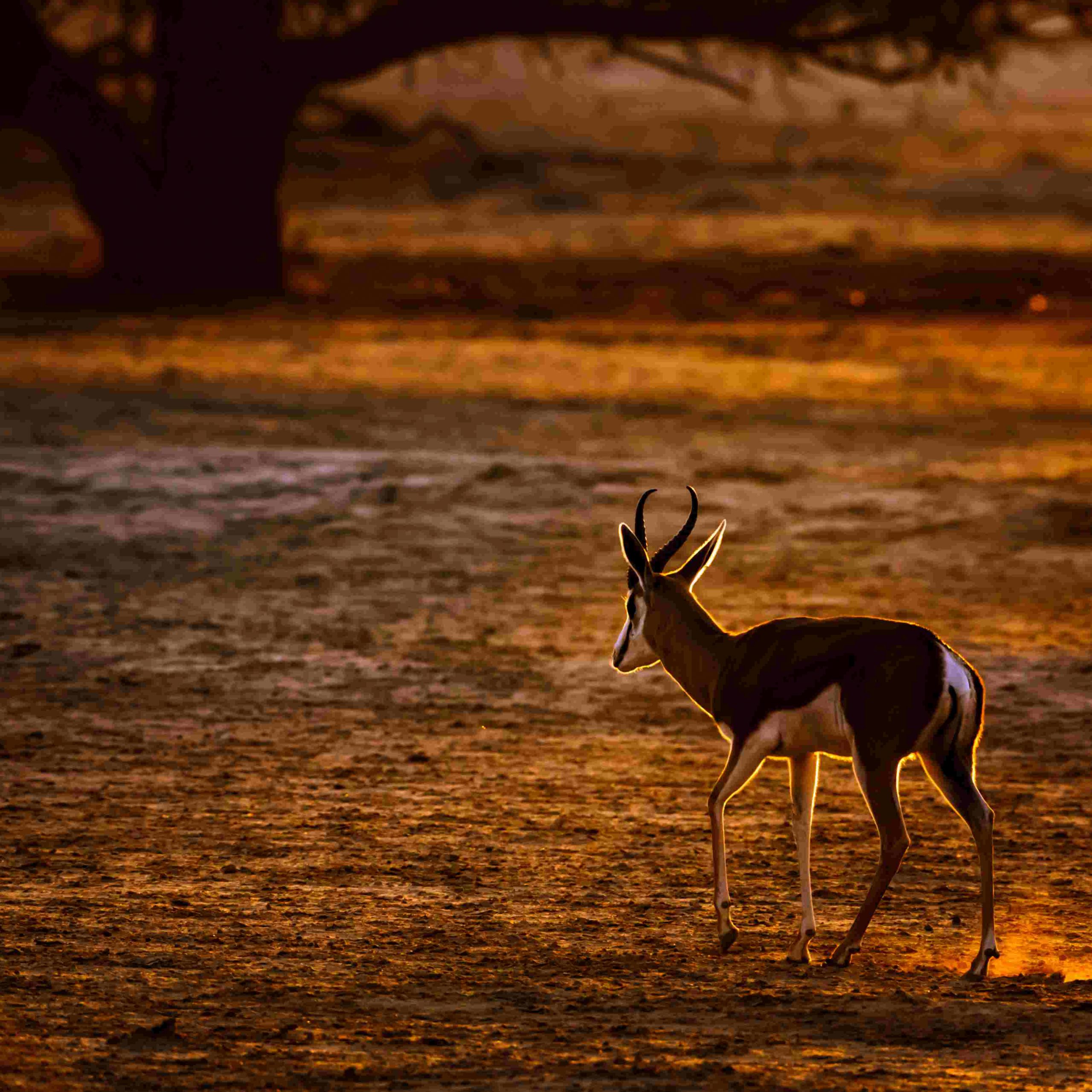 Sunset over gazelle in beautiful Kgalagadi