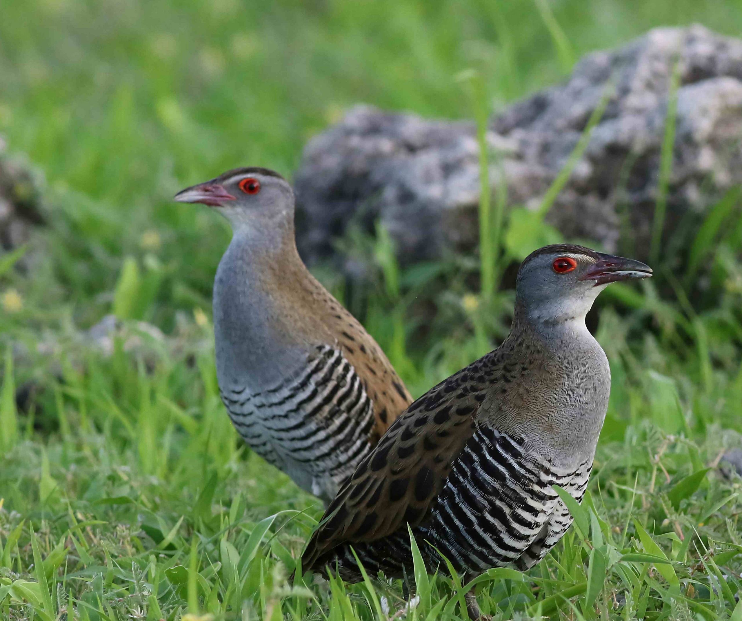Two African crakes in Chobe National Park, Botswana wildlife safari