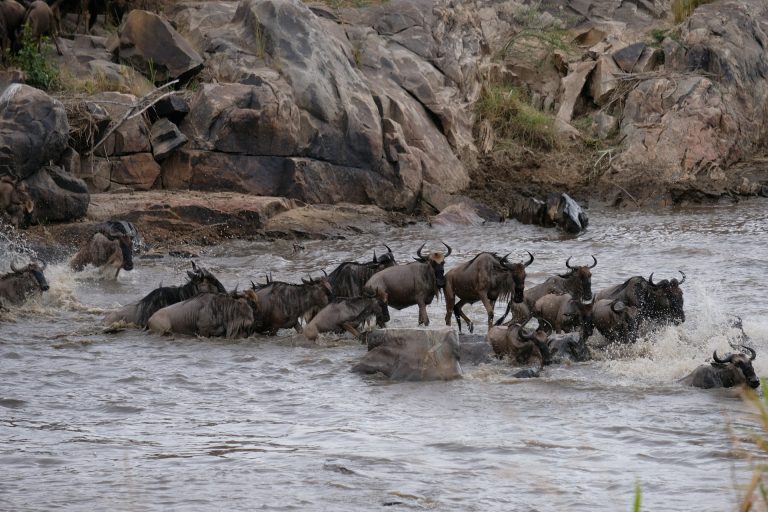 How to see the Great Migration on a budget