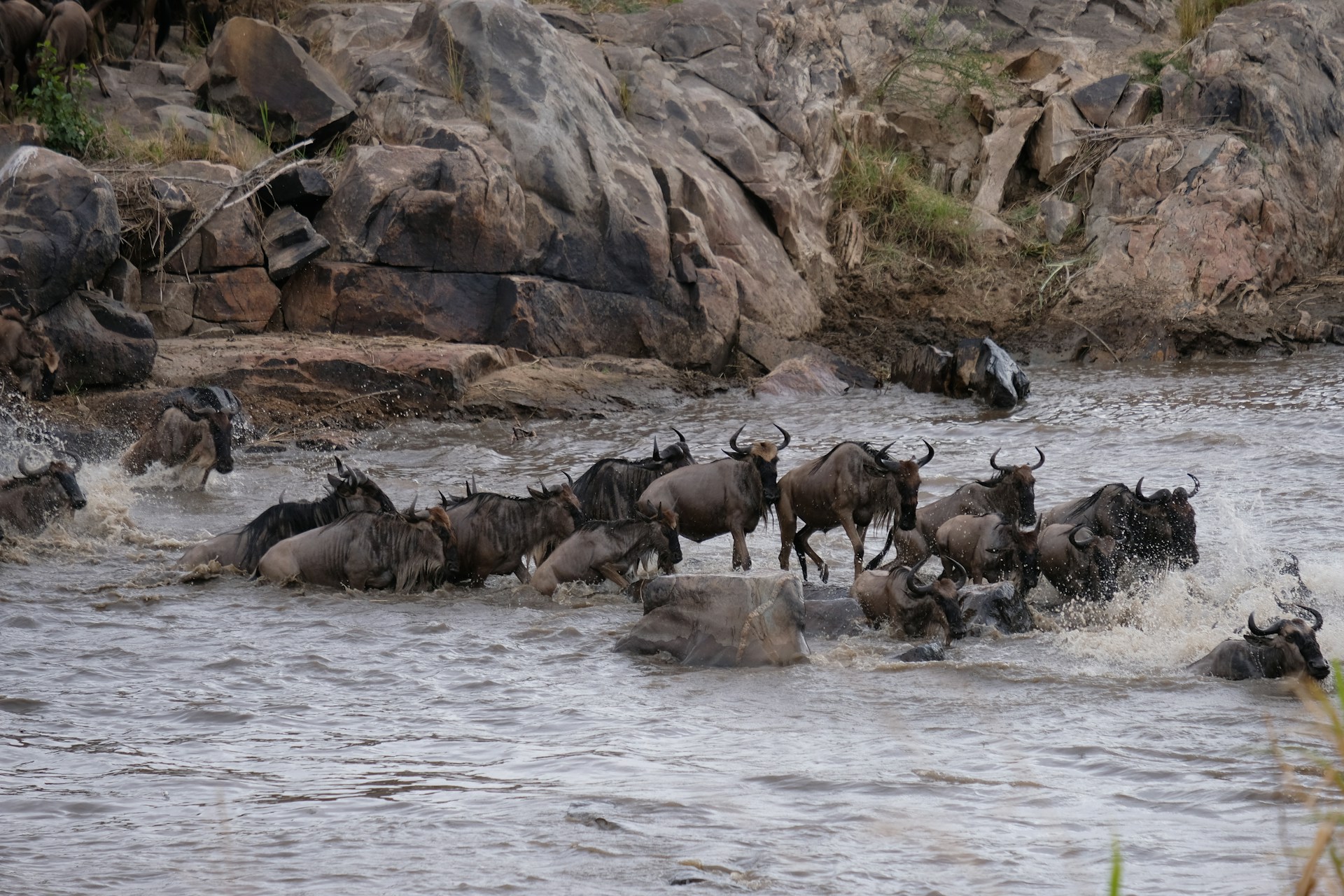 Wildebeests crossing river on Great Migration