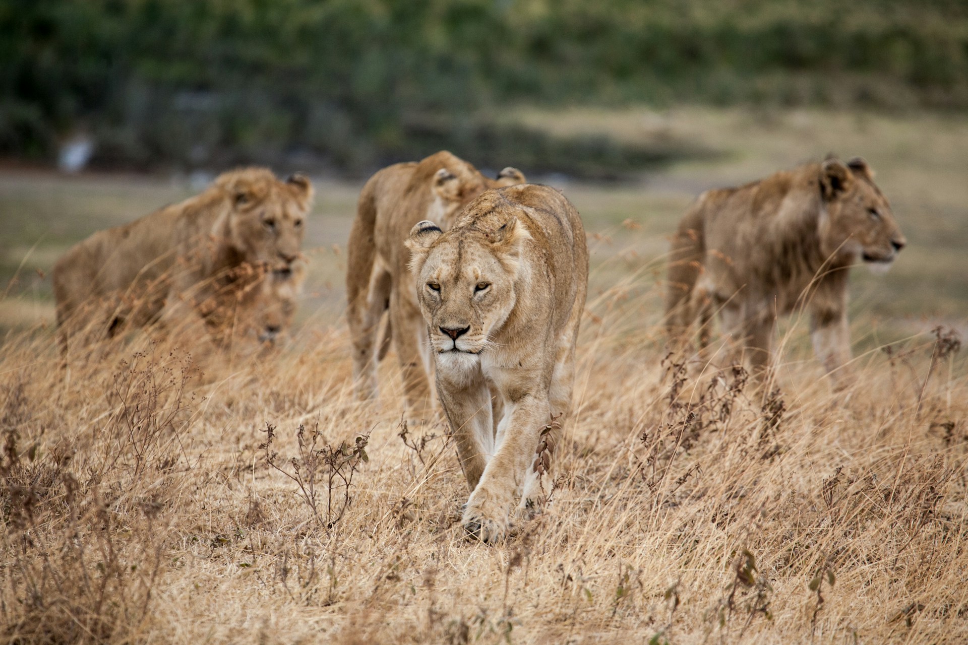 Pride of lions in Ngorongoro Crater, Tanzania