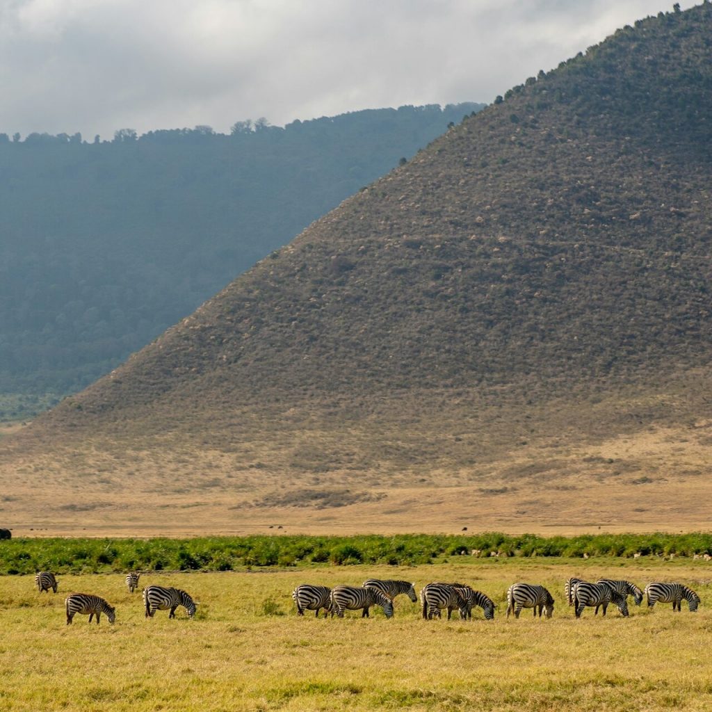 Zebras in Ngorongoro Crater, Tanzania safari