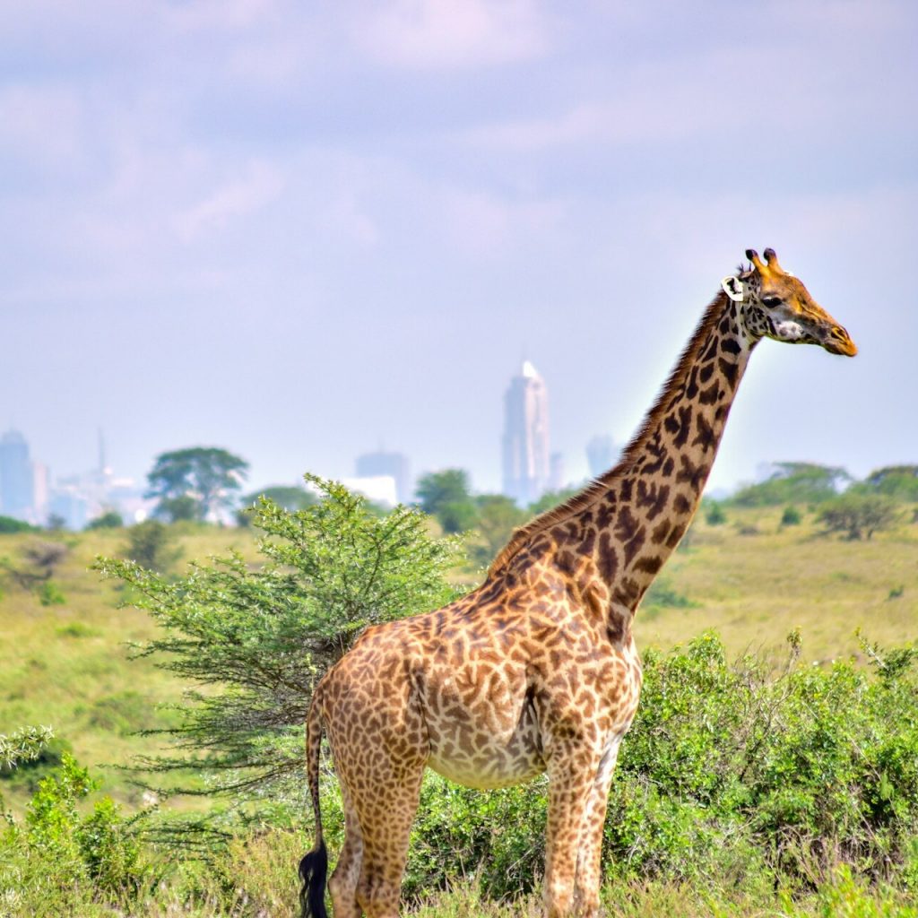 Giraffe in Nairobi National Park with cityscape in background, Kenyan safari