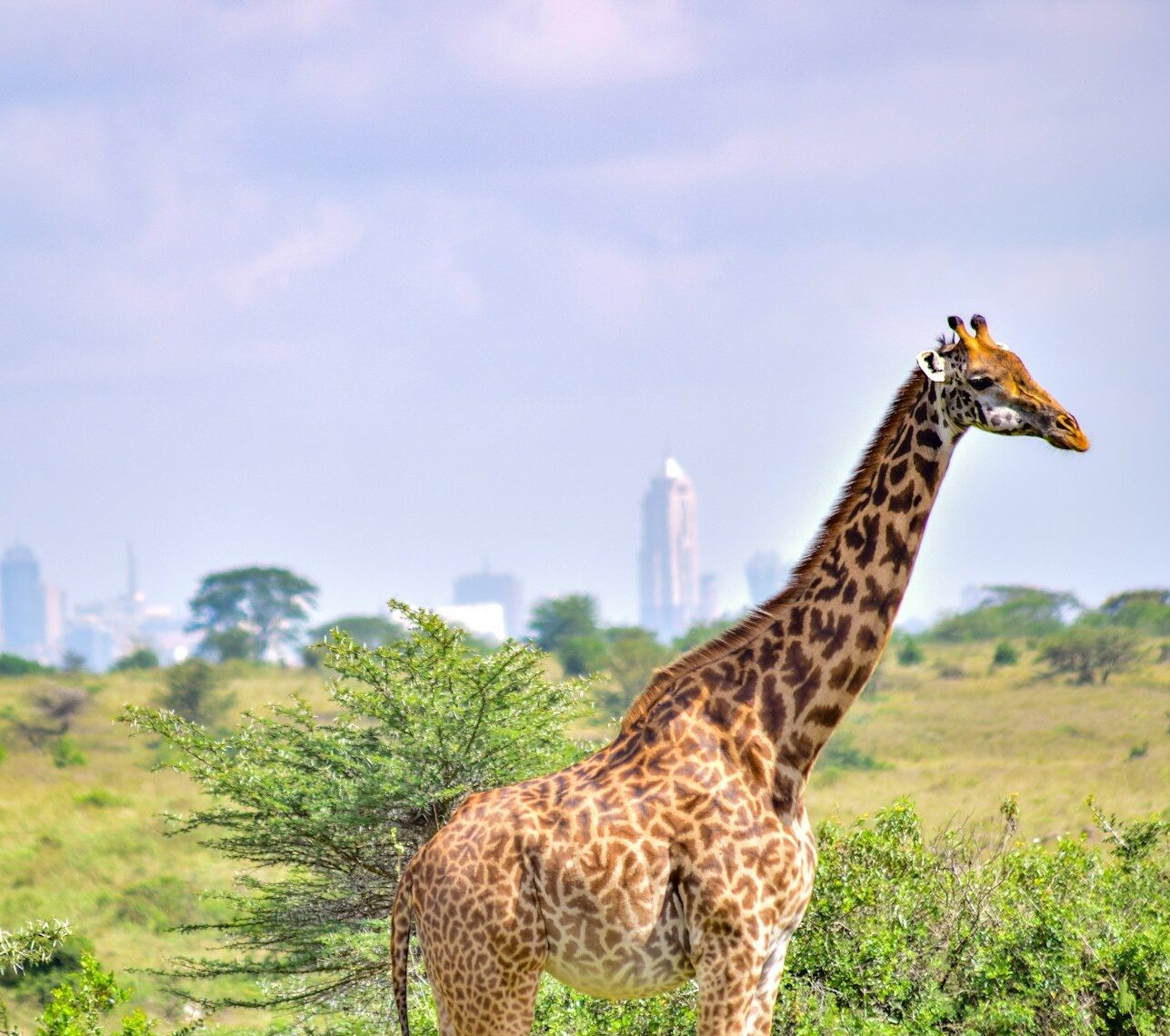 Giraffe in Nairobi National Park with cityscape in background, Kenyan safari