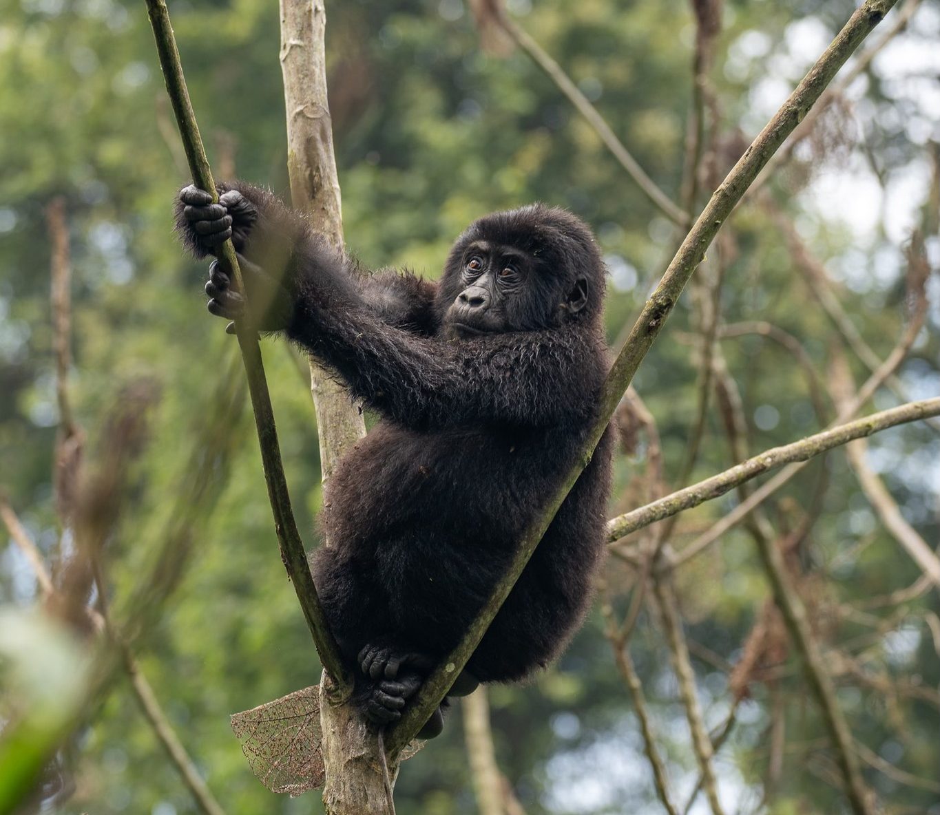 An infant mountain gorilla in a tree