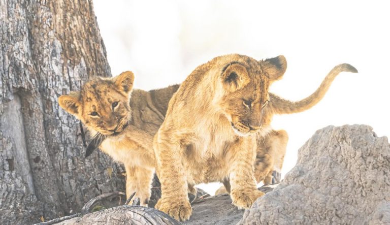 Best places in Africa to take your kids on safari