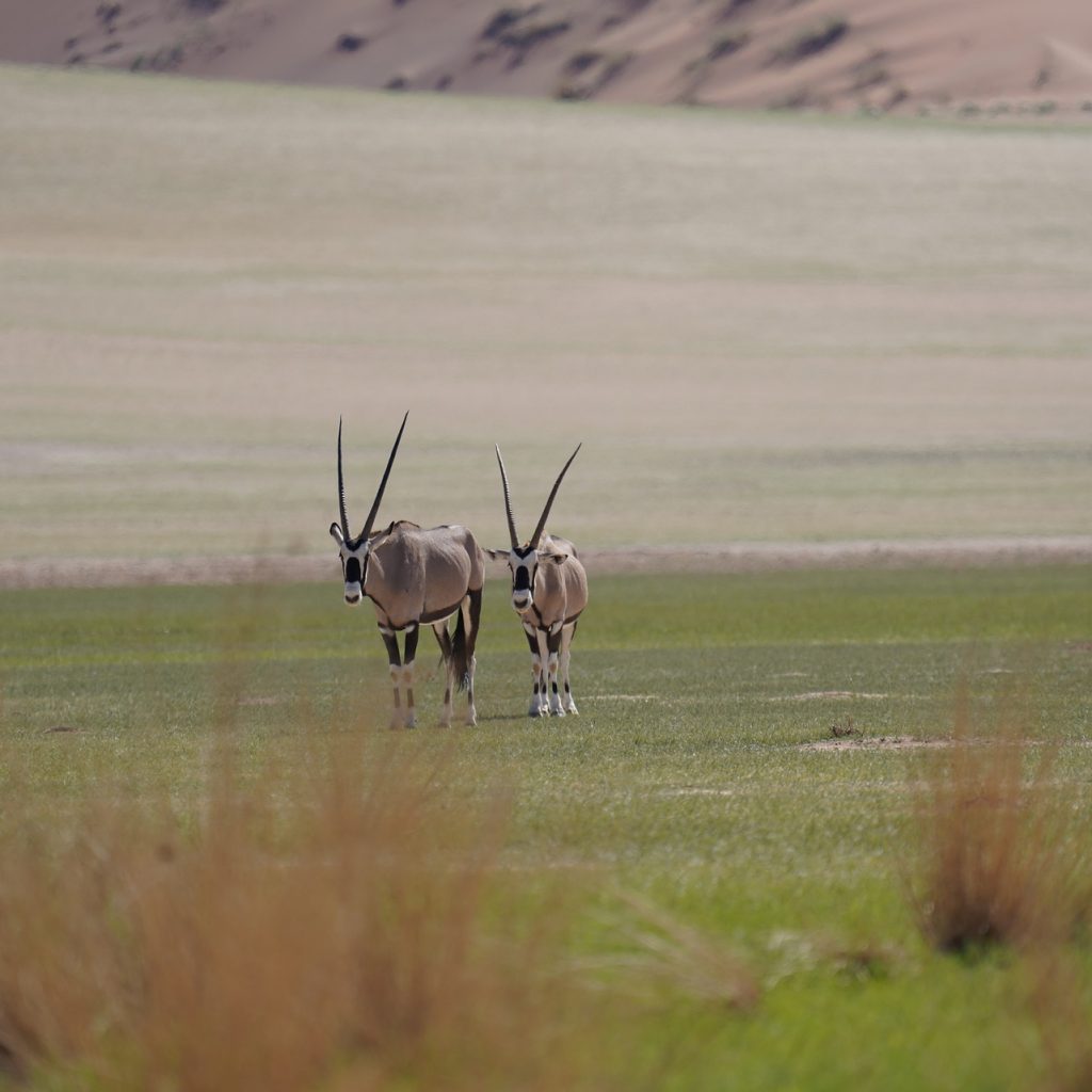 Two oryxes in Namibian desert