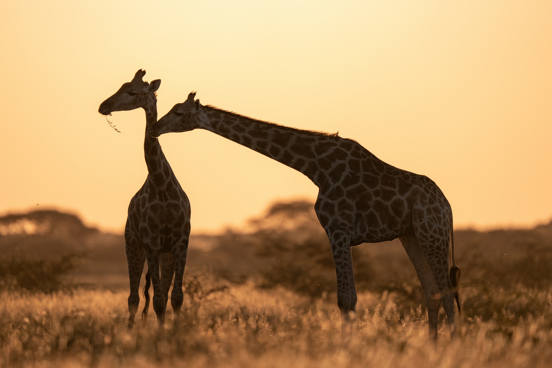 Giraffes in low light in Botswana