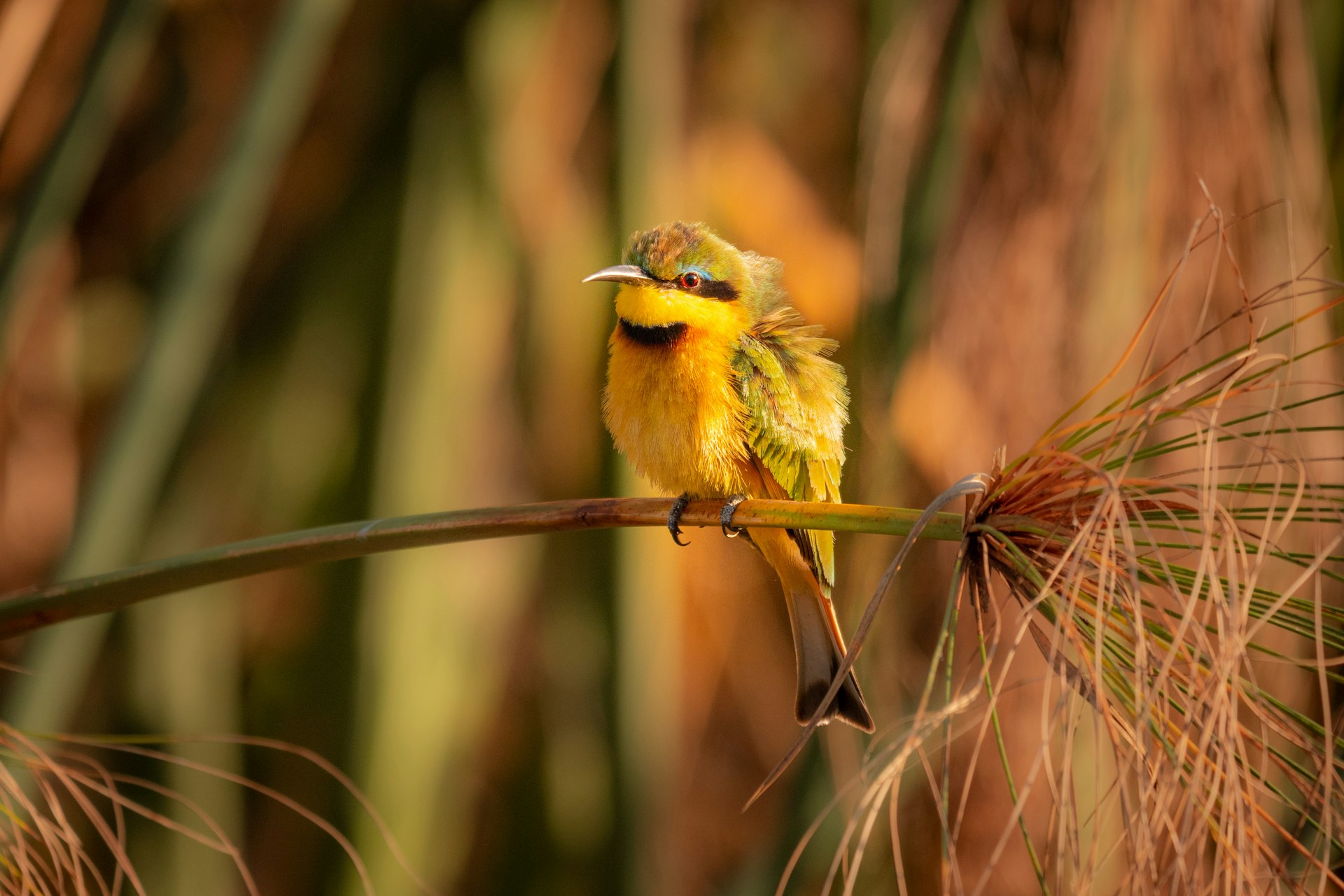 Little Bee-eater perched on branch along the Okavango river in Botswana