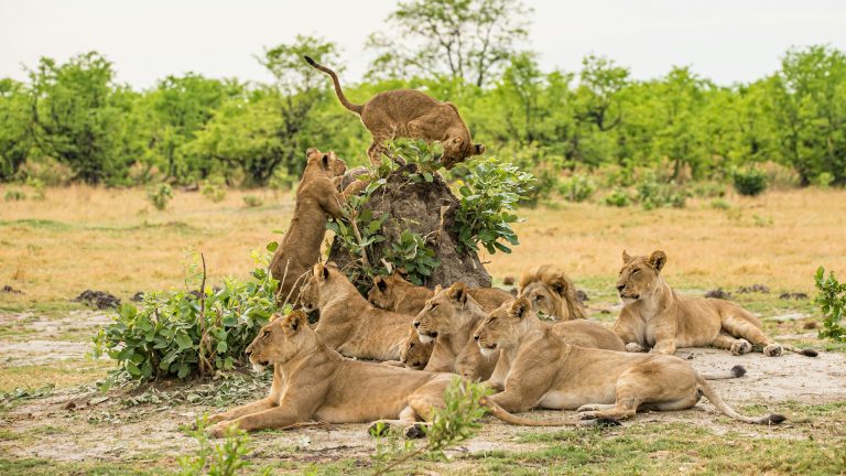 9 facts about Botswana every visitor should know