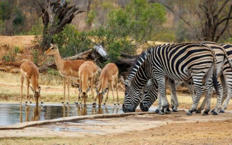 African Overland Tours Kruger animals