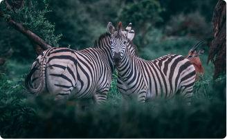 15 Day Kenya Game Parks and Gorillas Safari (Comfort)