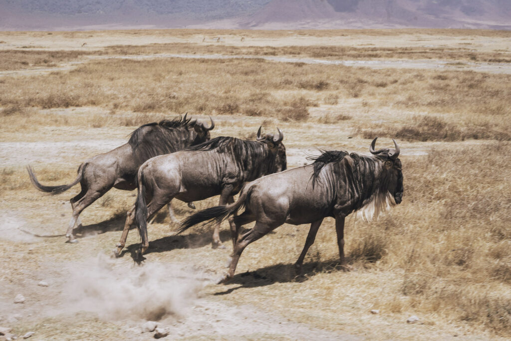 DKNM Day 1: Nairobi, Kenya