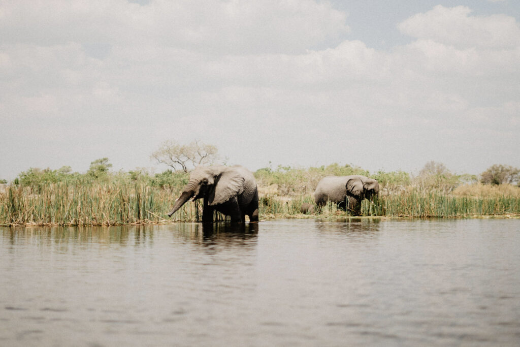 MND Day 14: Masai Mara – Nairobi, Kenya