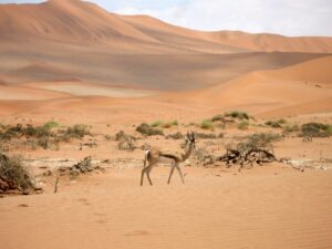 10 Day Cape Town to Swakopmund Tour