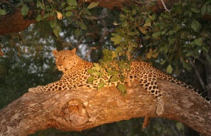 ACN56 Day 23 – 24: South Luangwa National Park – Chipata, Zambia