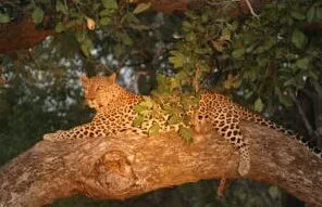 NACN56 Day 24: South Luangwa National Park, Zambia 2026