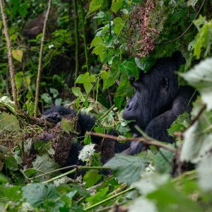 Gorilla Trekking & Soulful Encounters: Unveiling the Heart of Uganda & Rwanda