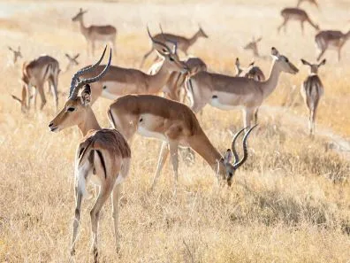 UBPKC Day 6: Chobe National Park, Botswana