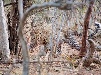 FB9A Day 4: Kasane – Chobe National Park – Chobe , Botswana