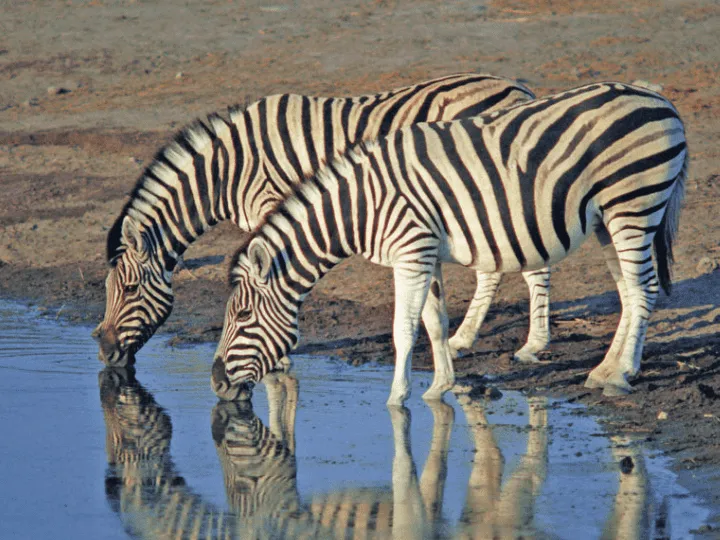 UBKN Day 12: Etosha National Park, Namibia