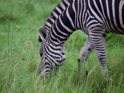 SA18ACC Day 1: Johannesburg – Greater Kruger, South Africa